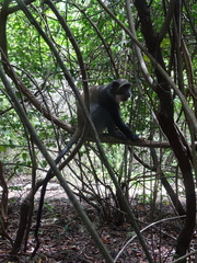Cercopithecus mitis albogularis