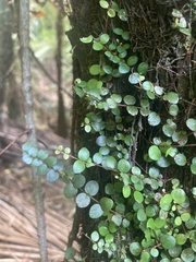 Metrosideros perforata