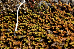 Lepidothamnus laxifolius