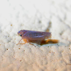 Phlogotettix cyclops