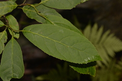 Ehretia acuminata