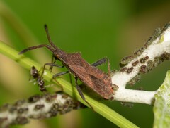Coriomeris denticulatus