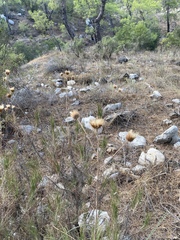 Ptilostemon chamaepeuce