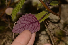 Coleus australis