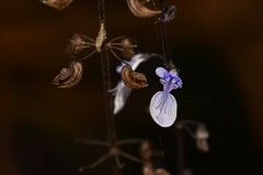Coleus australis