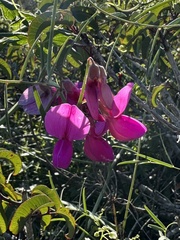 Lathyrus vestitus alefeldii