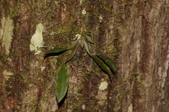 Dendrobium tetragonum