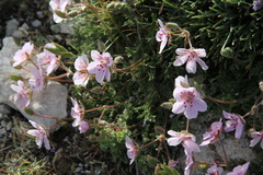 Erodium cazorlanum