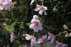 Erodium cazorlanum
