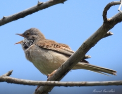 Curruca communis