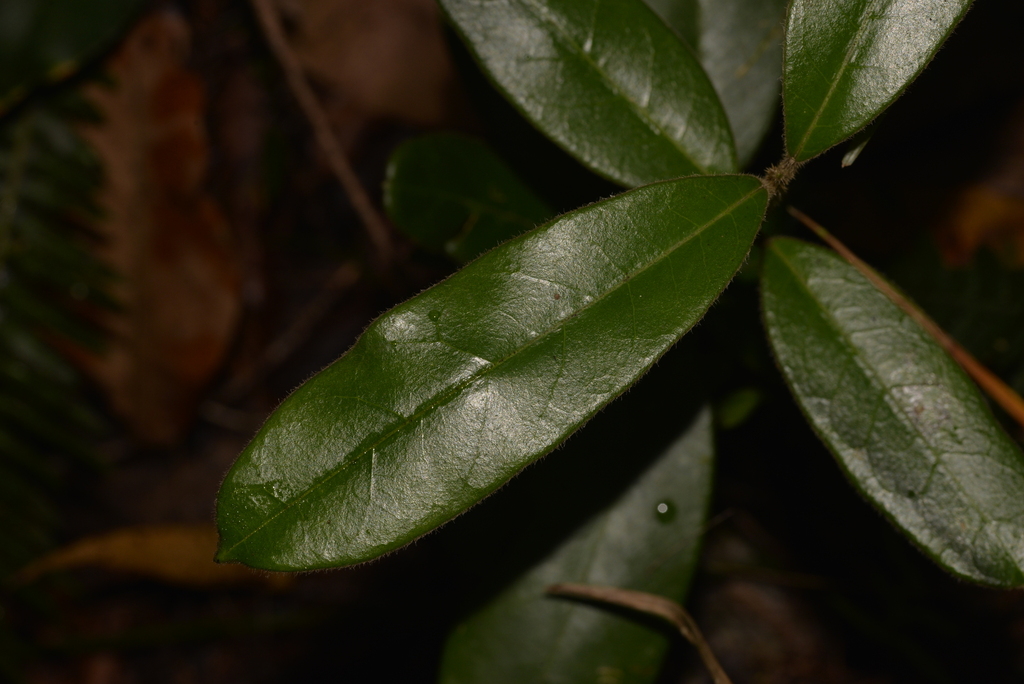hairy milk vine