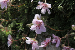 Erodium cazorlanum