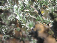 Aspalathus tridentata