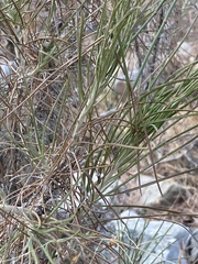 Ptilostemon chamaepeuce