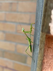 Pseudomantis