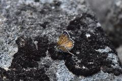 Lycaena caerulea