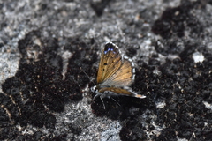 Lycaena caerulea