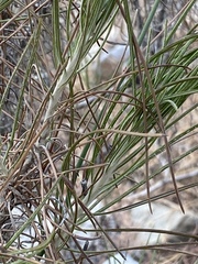 Ptilostemon chamaepeuce