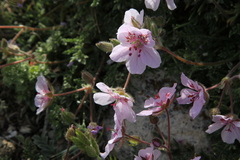 Erodium cazorlanum