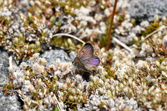 Lycaena caerulea