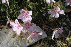 Erodium cazorlanum