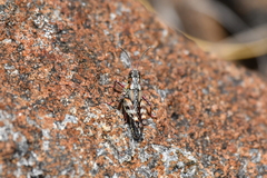 Sigaus australis