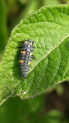 Coccinella septempunctata