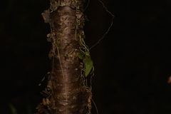 Sarcochilus falcatus