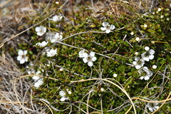 Leptospermum scoparium