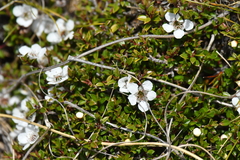 Leptospermum scoparium