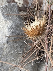 Ptilostemon chamaepeuce