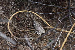 Scoparia indistinctalis