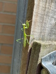 Pseudomantis