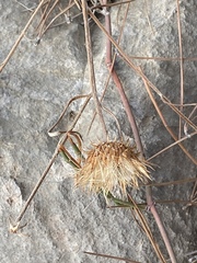 Ptilostemon chamaepeuce