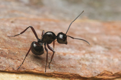 Polyrhachis australis