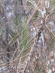 Ptilostemon chamaepeuce