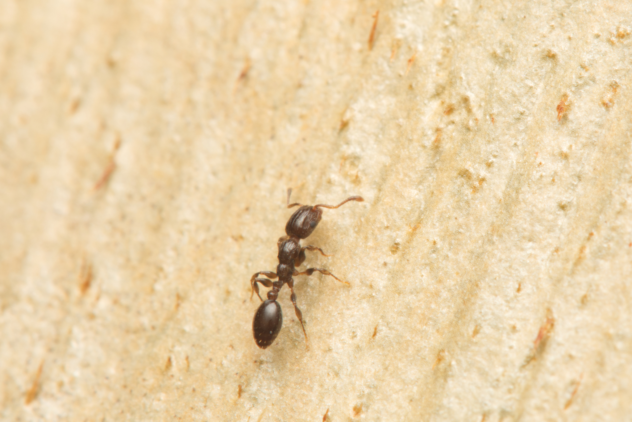 Podomyrma macrophthalma