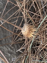 Ptilostemon chamaepeuce