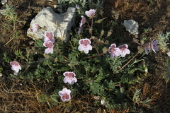 Erodium cazorlanum