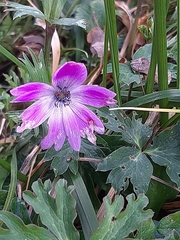 Anemone hortensis