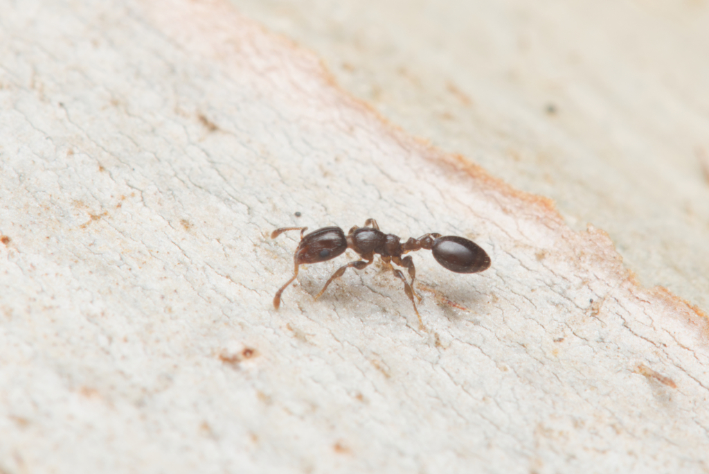 Podomyrma macrophthalma