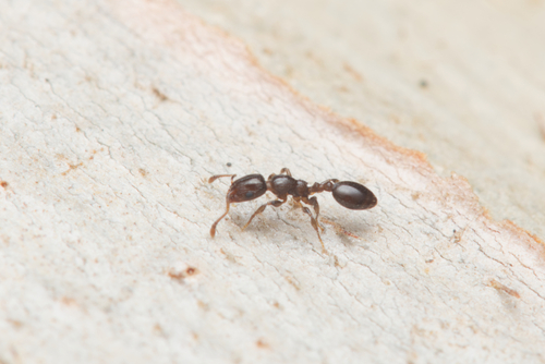 Podomyrma macrophthalmaPodomyrma macrophthalma