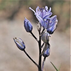 Hyacinthoides mauritanica