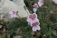 Erodium cazorlanum