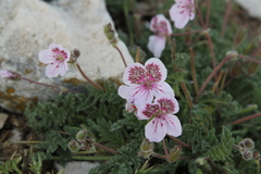 Erodium cazorlanum