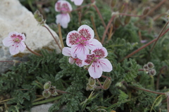 Erodium cazorlanum