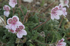 Erodium cazorlanum