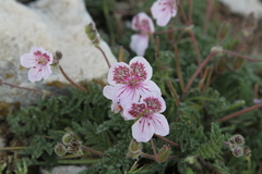 Erodium cazorlanum
