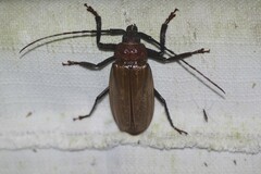 Agrianome spinicollis