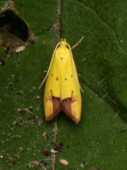 Gymnobathra flavidella